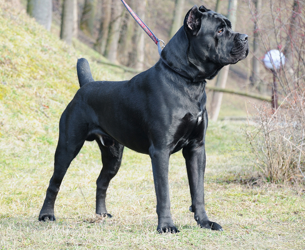 Do Vets Do Unnecessary Procedures? Answered by One of Our Vets