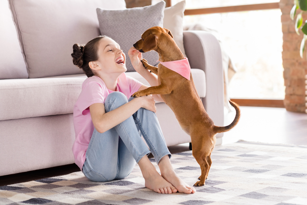 cheerful girl playing with dachshund dog at home