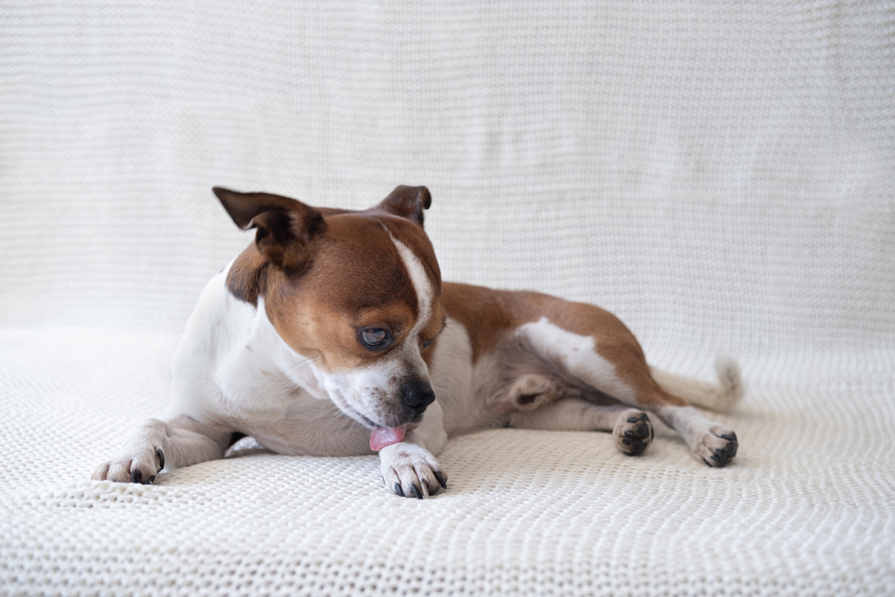 Frito Feet: Why Your Dog’s Paws Smell Like Corn Chips