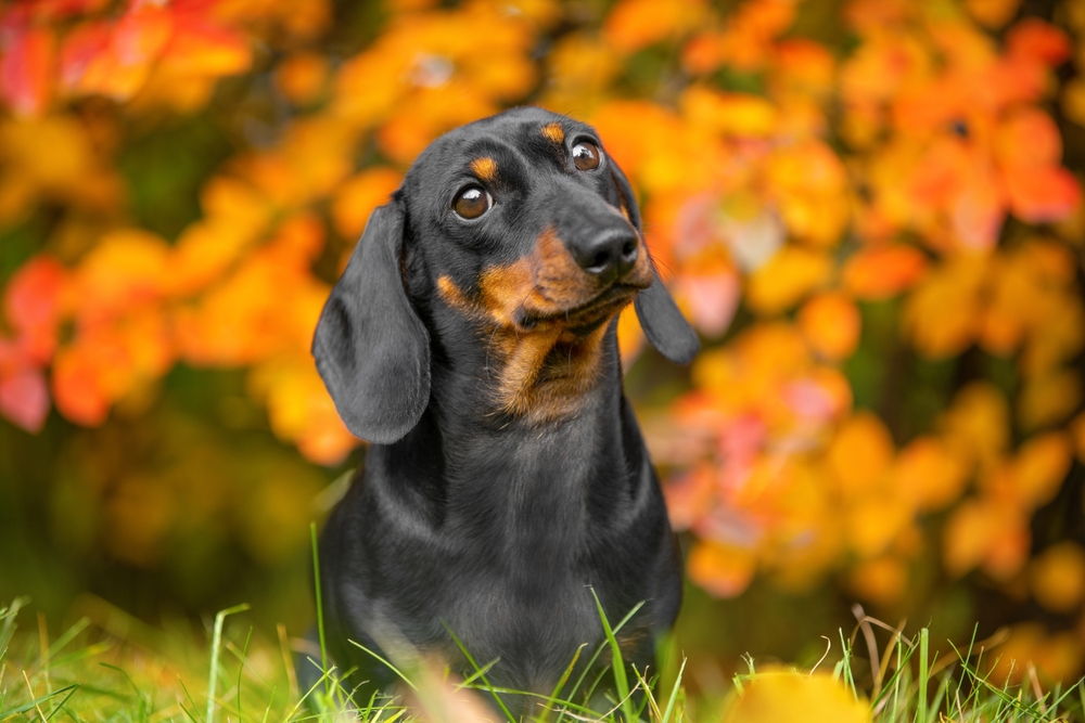 15 Reasons Why Dachshunds Are the Best Breed