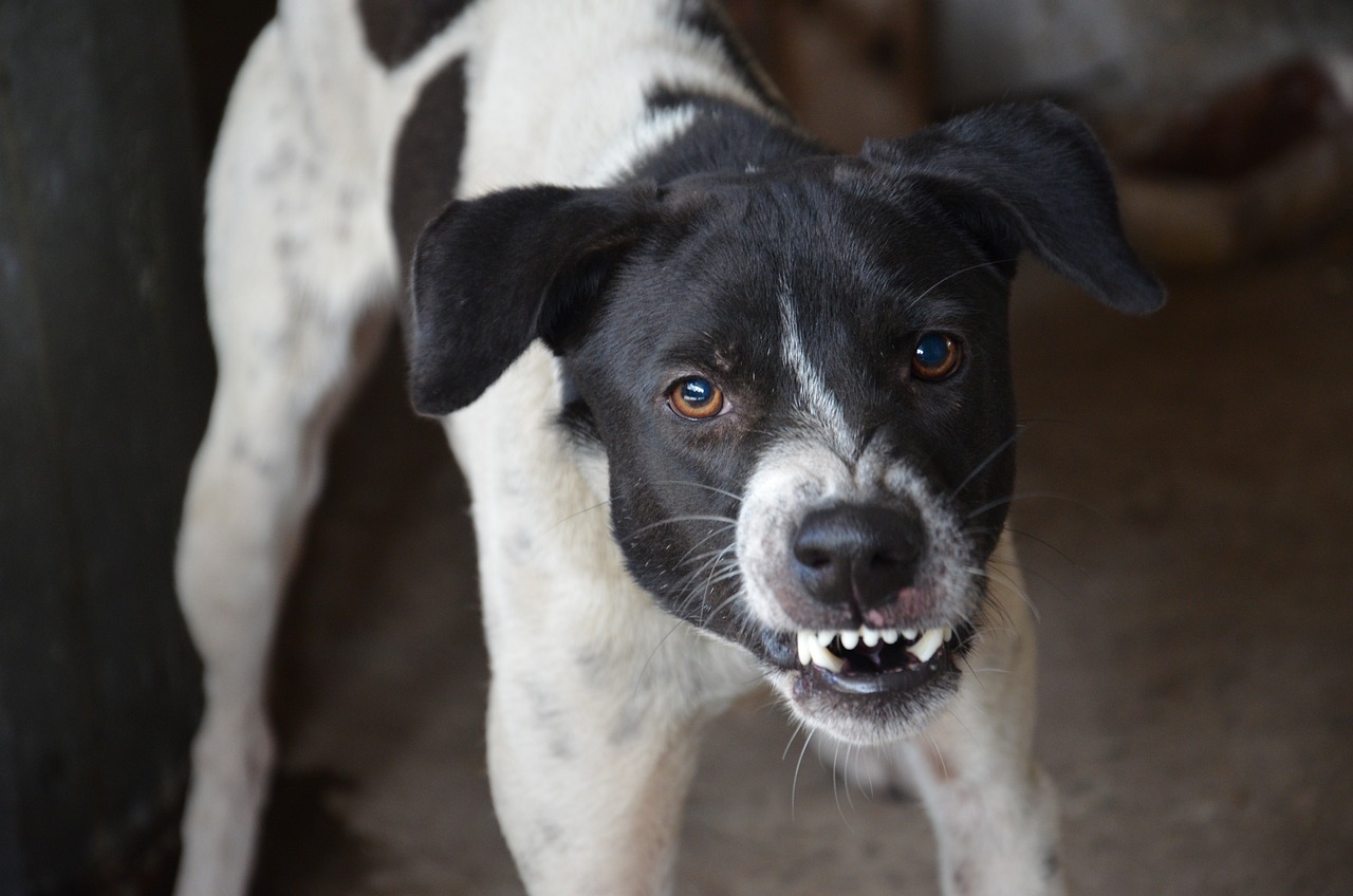 close up of a dog growling