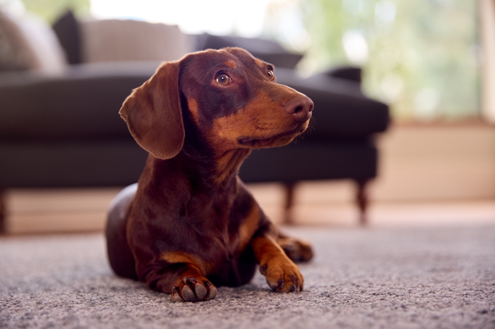 6 Reasons Why Dachshunds Are So Stubborn: Temperament & Personality Traits