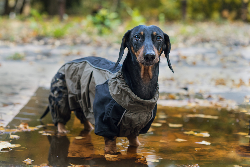 Why Do Dachshunds Hate Rain? 5 Vet-Verified Reasons & Tips