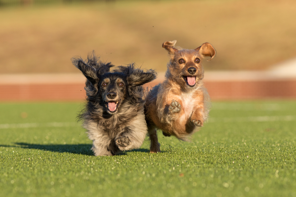dachshunds dogs running joyously in the sunlight