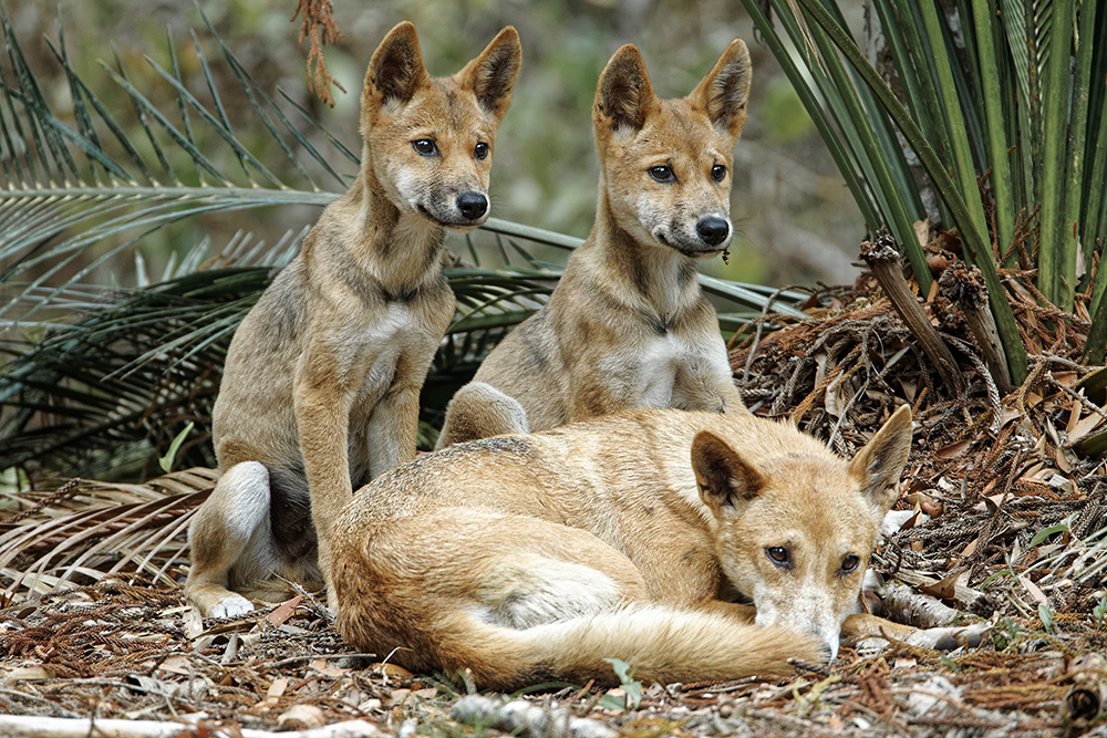 dingo and her young ones