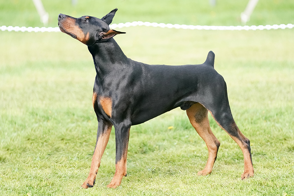 Dog Tail Docking & Ear Cropping: Our Vet Discusses Ethics & Health Considerations