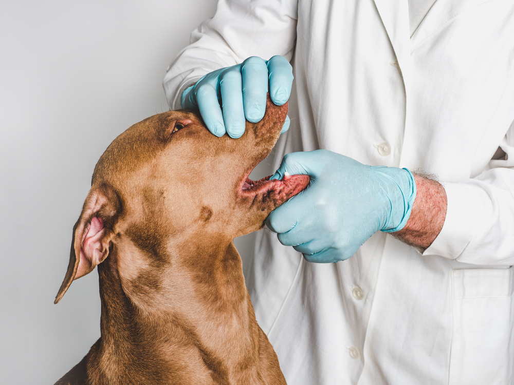 Vets Say This Common Dog Mistake Could Hurt Their Health - Why You Should Brush Your Dog’s Teeth Today