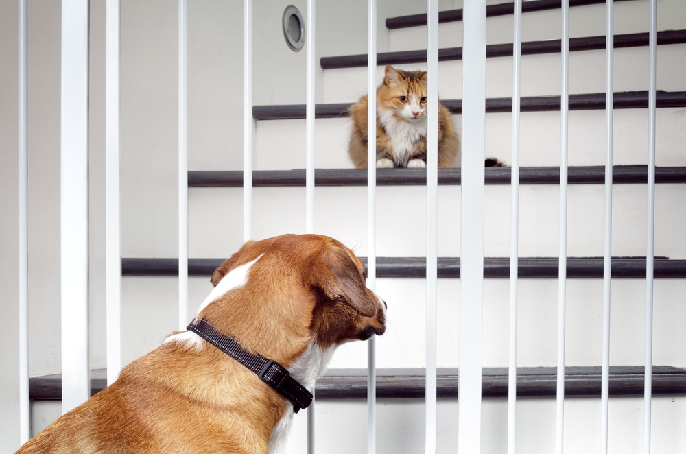 dog and cat introduction on opposite side of the fence