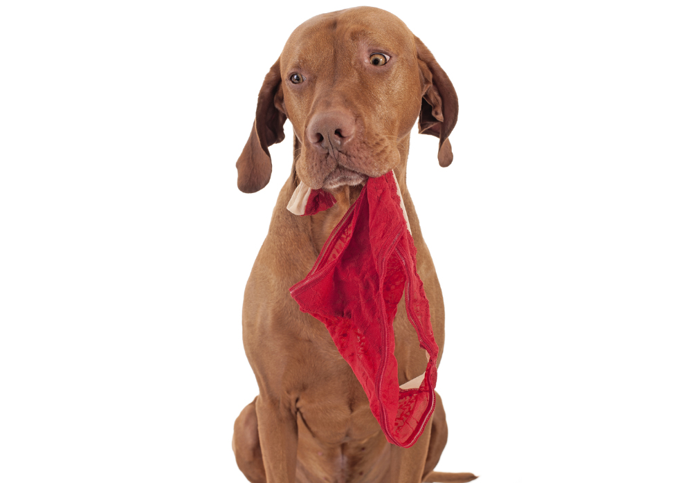 Why Does My Dog Eat My Underwear? 8 Vet-Reviewed Reasons & Prevention