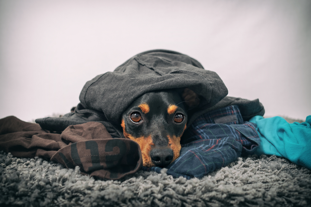 dog in a pile of laundry