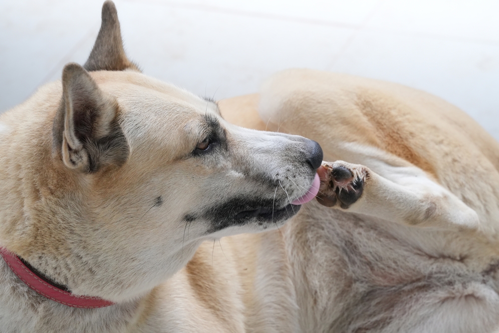 How to Stop My Dog From Licking Their Paws: 11 Vet-Approved Tips