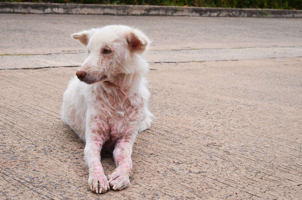 dog with scabies