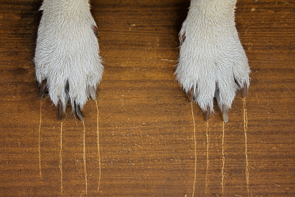 Why Do Dogs Scratch the Floor? 10 Vet-Reviewed Reasons Explained