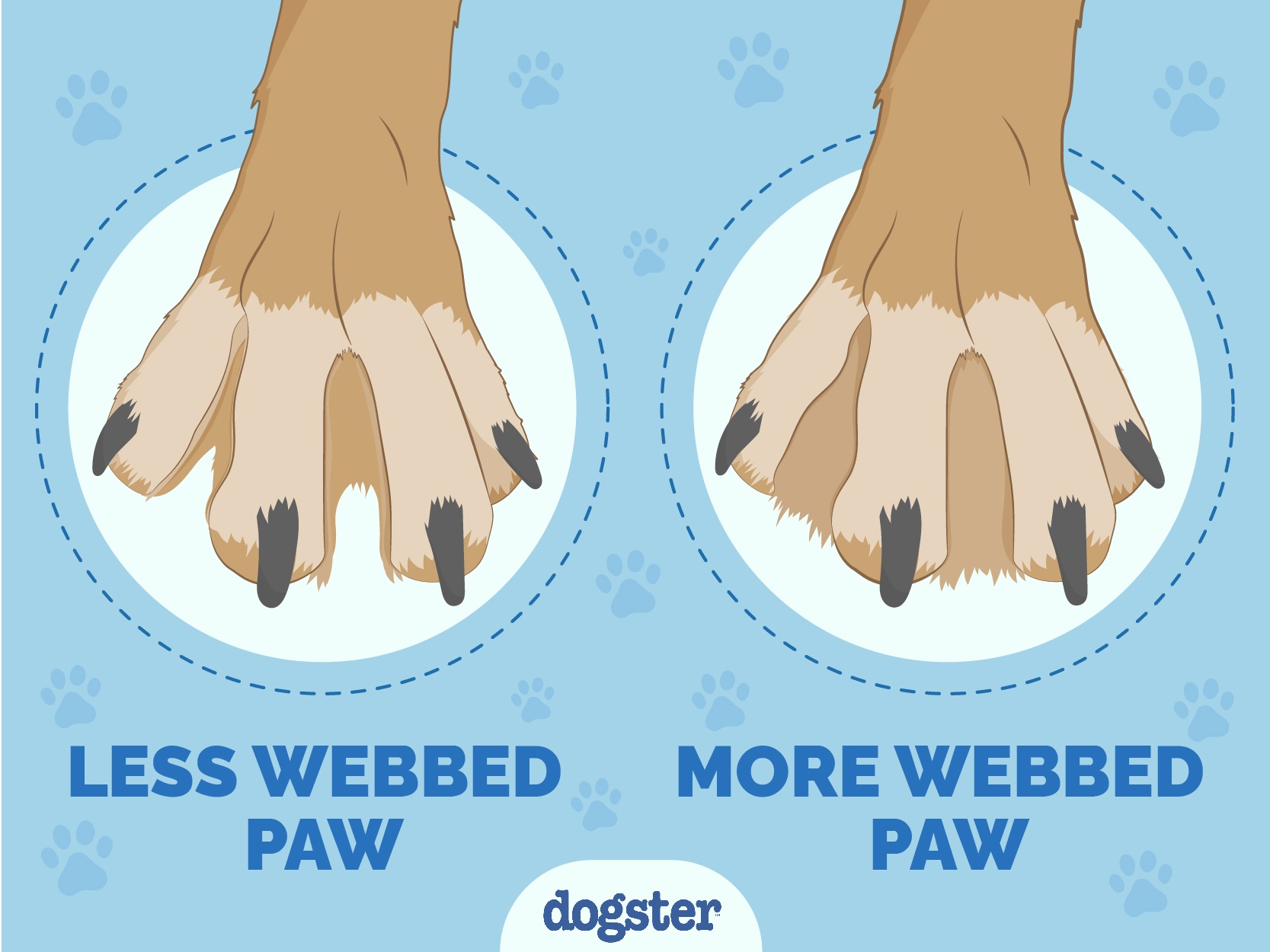 webbed feet vs regular