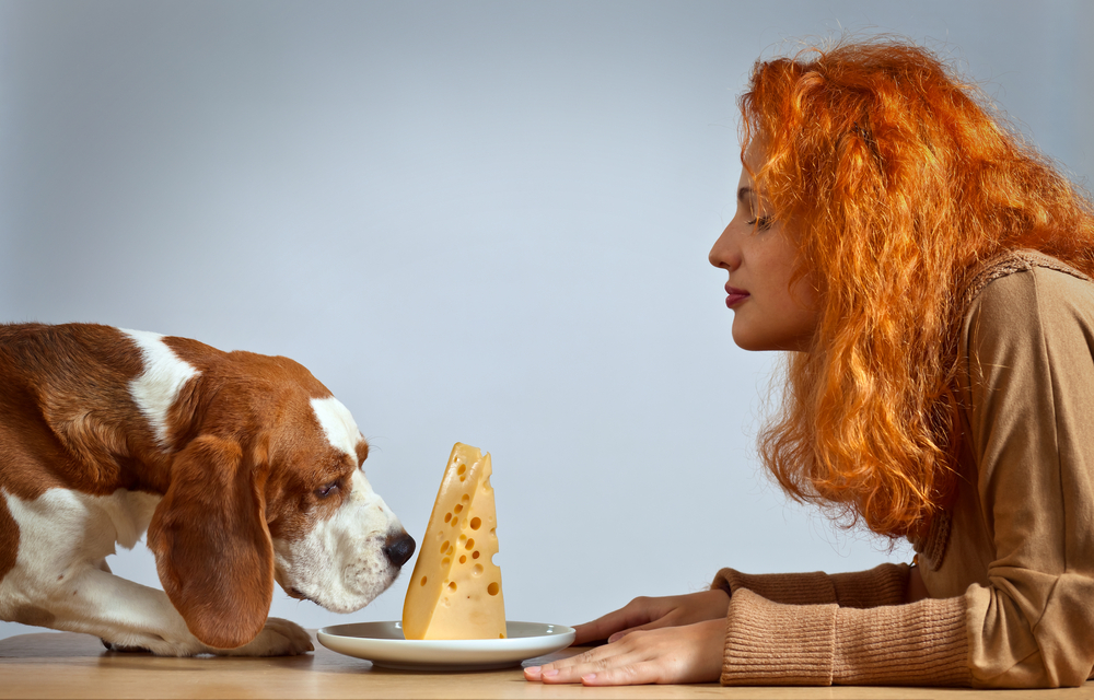 Why Do Dogs Love Cheese So Much? Vet-Verified Facts & Considerations
