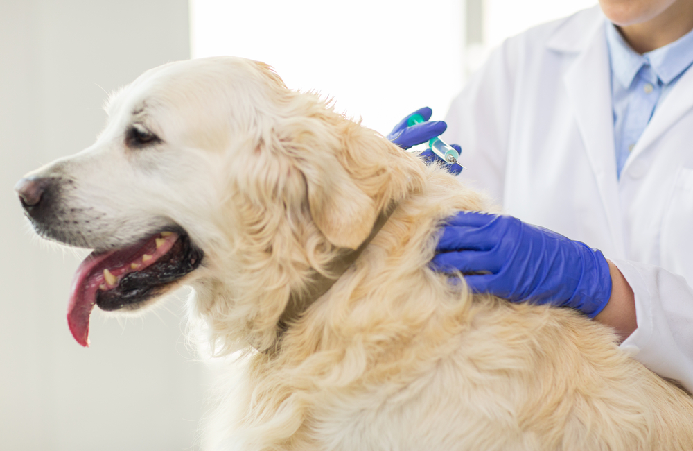 Which Dog Vaccines Are Absolutely Necessary? Our Vet Discusses 5 Essential Shots