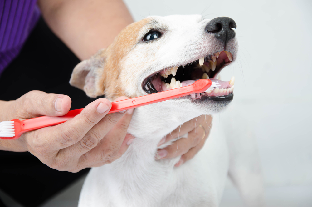 Are There Risks Cleaning Older Dogs’ Teeth? Our Vet Explains