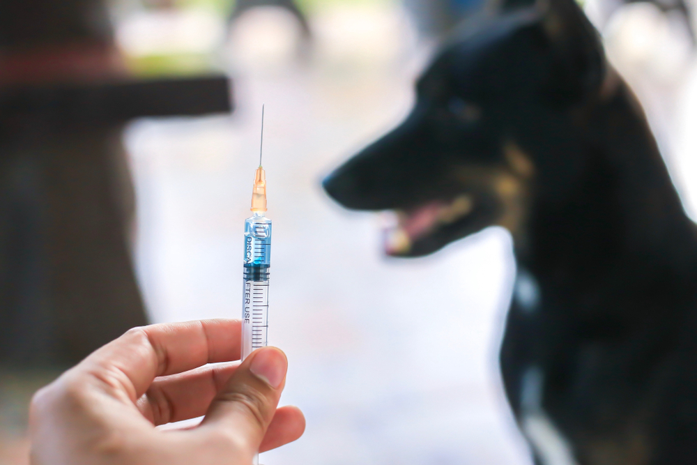 Can a Dog Get Two Rabies Shots in One Year? Vet-Verified Vaccine Info