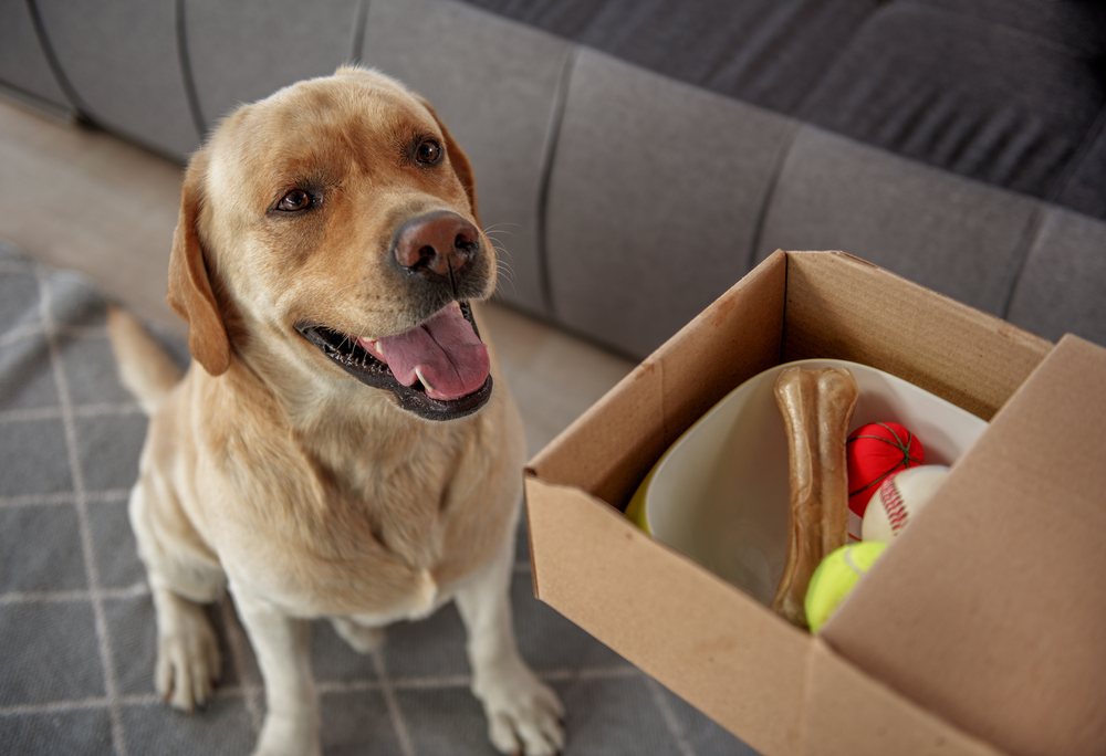 25 Thoughtful Gifts for New Dog Owners