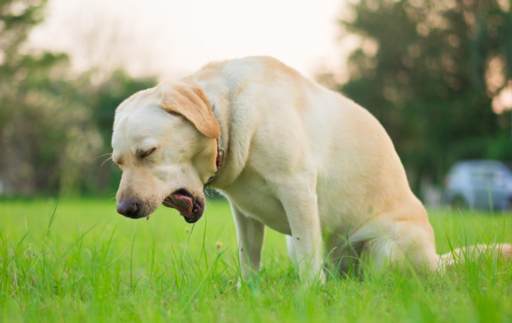 Why Is My Dog Gagging? Vet-Approved Reasons, Tips, & FAQ