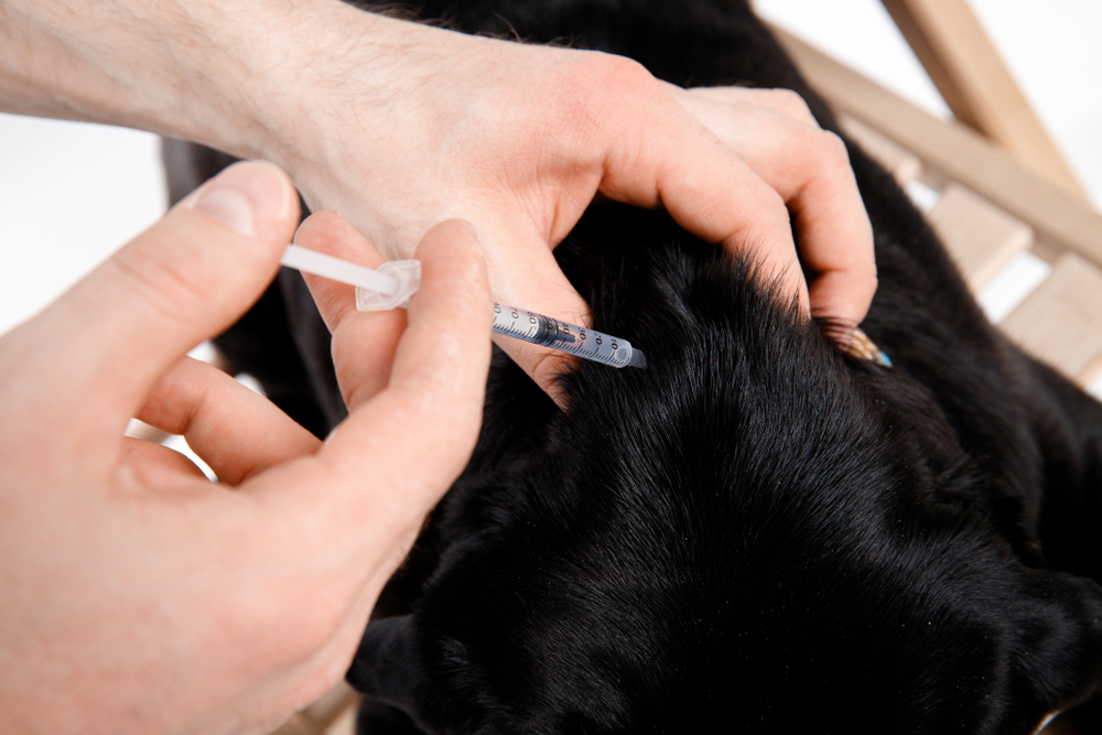 man gives medicine to dog via injection to the scuff of neck