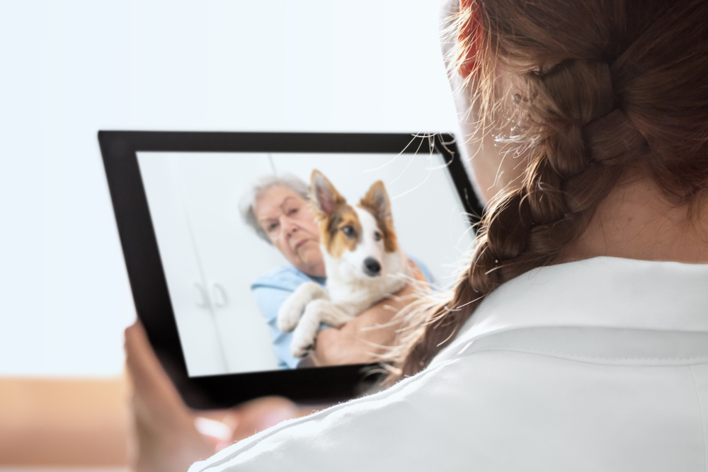 What to Expect With a Virtual Vet Visit? A Vet-Approved Guide