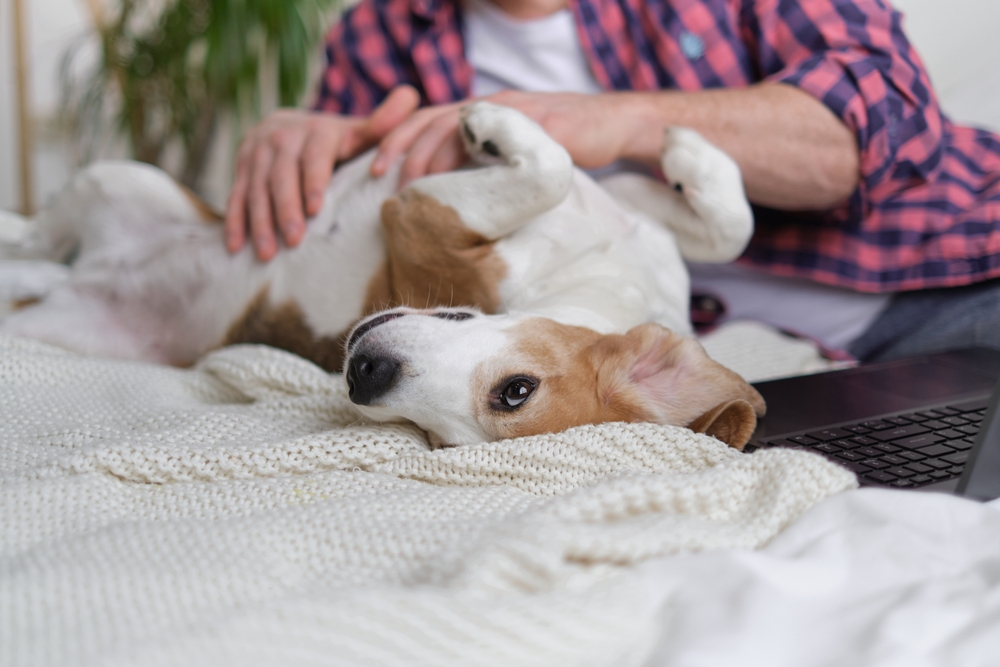 owner scratching a dog in bed