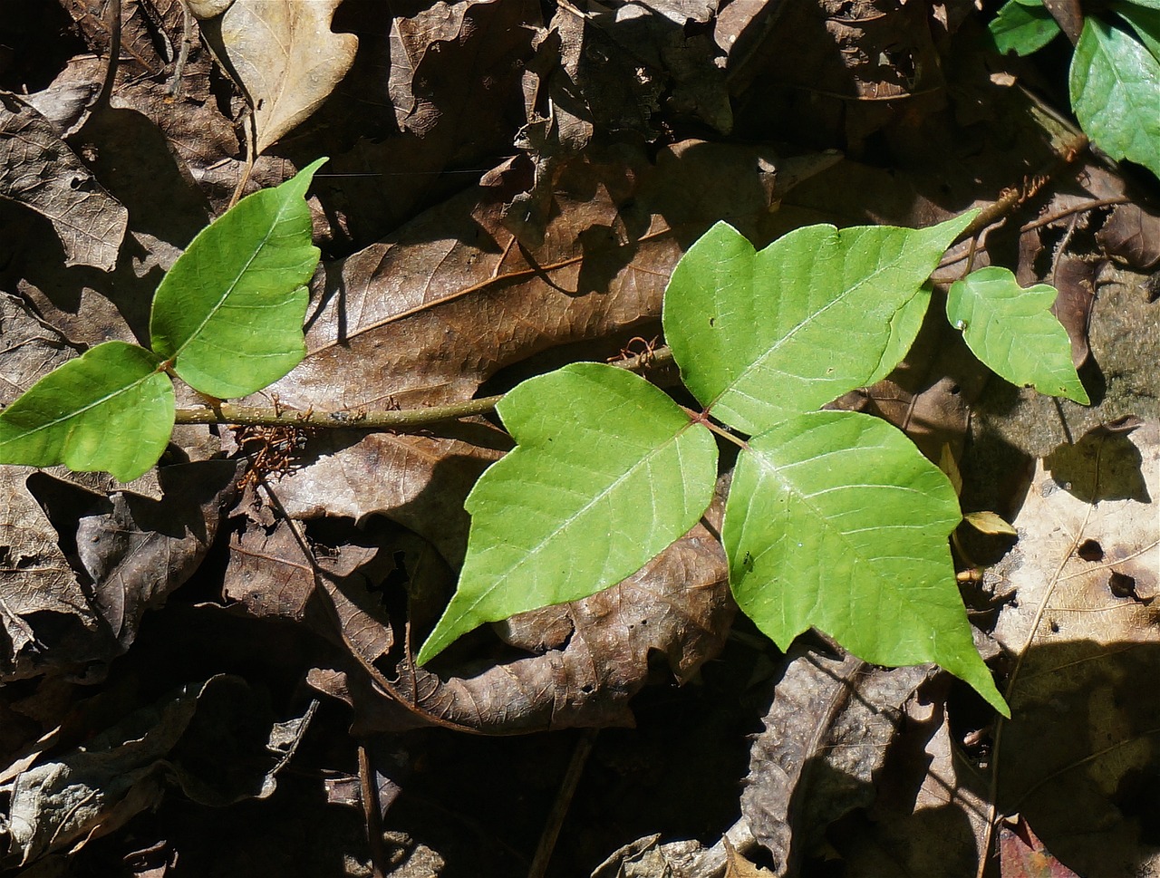 poison-ivy