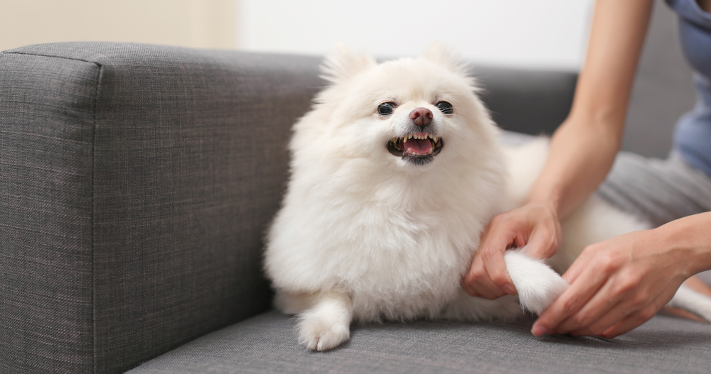 pomeranian dog getting angry when touched