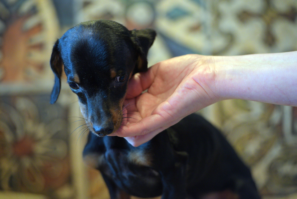 Puppy Birth Defects: Our Vet Explains the Signs, Causes & Prevention