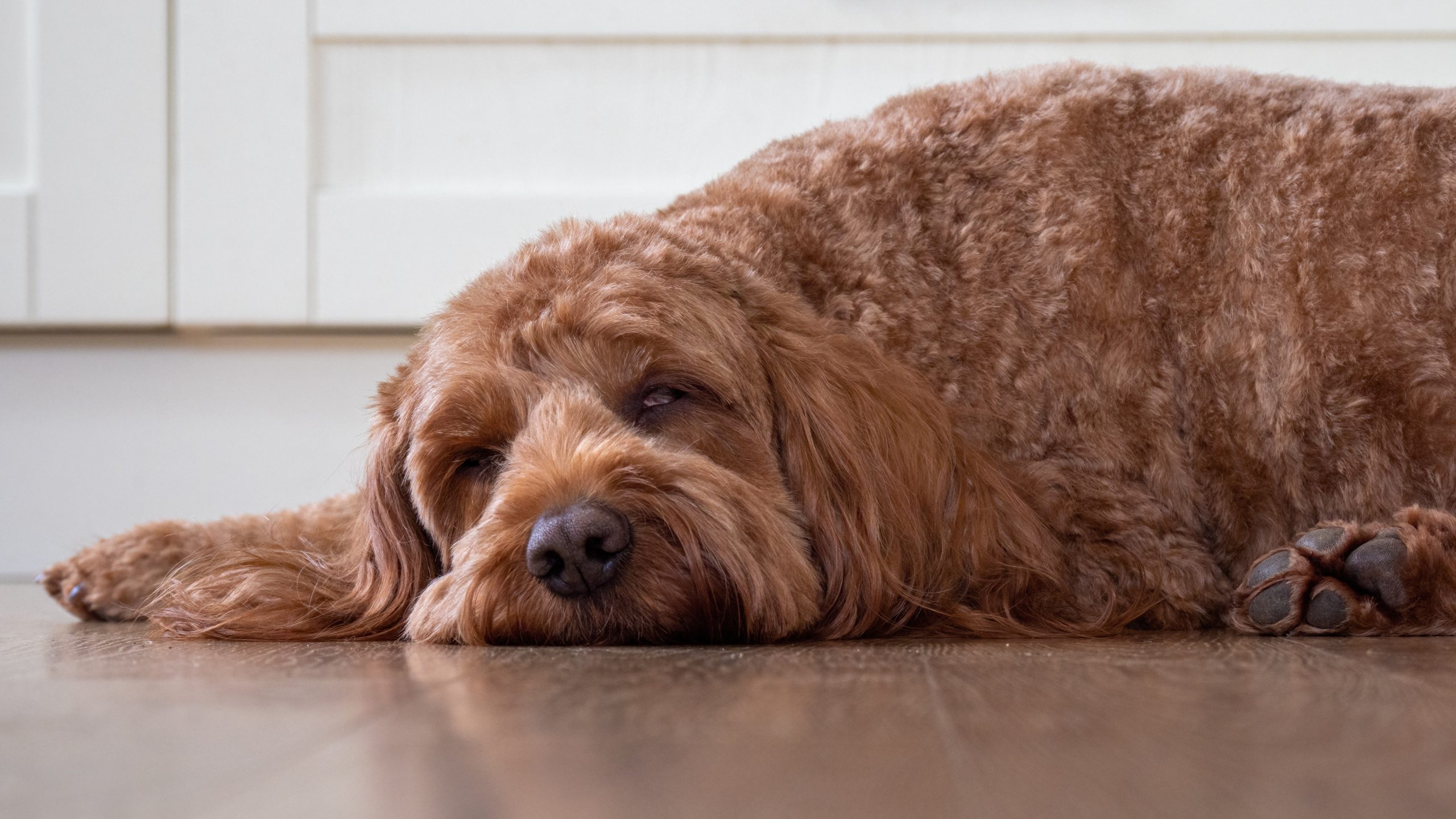 red cockapoo dog sleeping on the floor