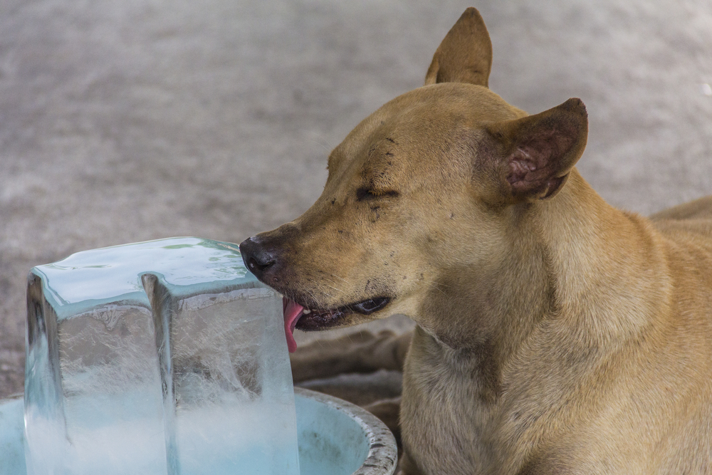 Can Dogs Get Brain Freeze? Vet-Verified Facts & FAQ