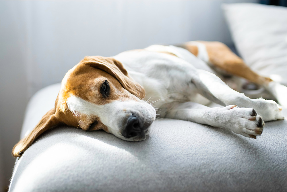 Tick Paralysis In Dogs: Our Vet Explains The Signs, Causes & Treatments
