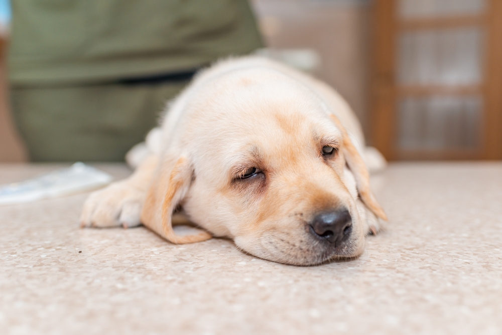 My Puppy Is Having Seizures – What’s Going On? (Vet Answer)