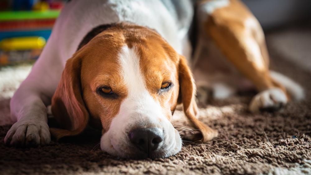 tired looking beagle dog trying to sleep