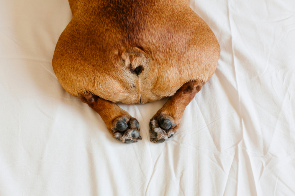 Should You Wipe Your Dog's Bum? Vet-Approved Considerations