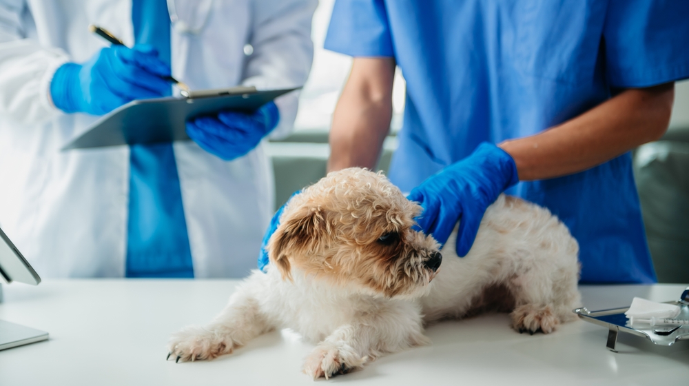 vet checking up the small dog