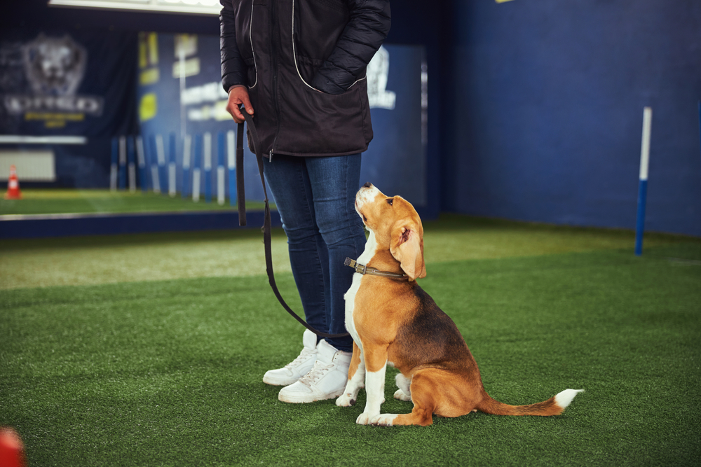 young beagle dog undergoing the obedience training