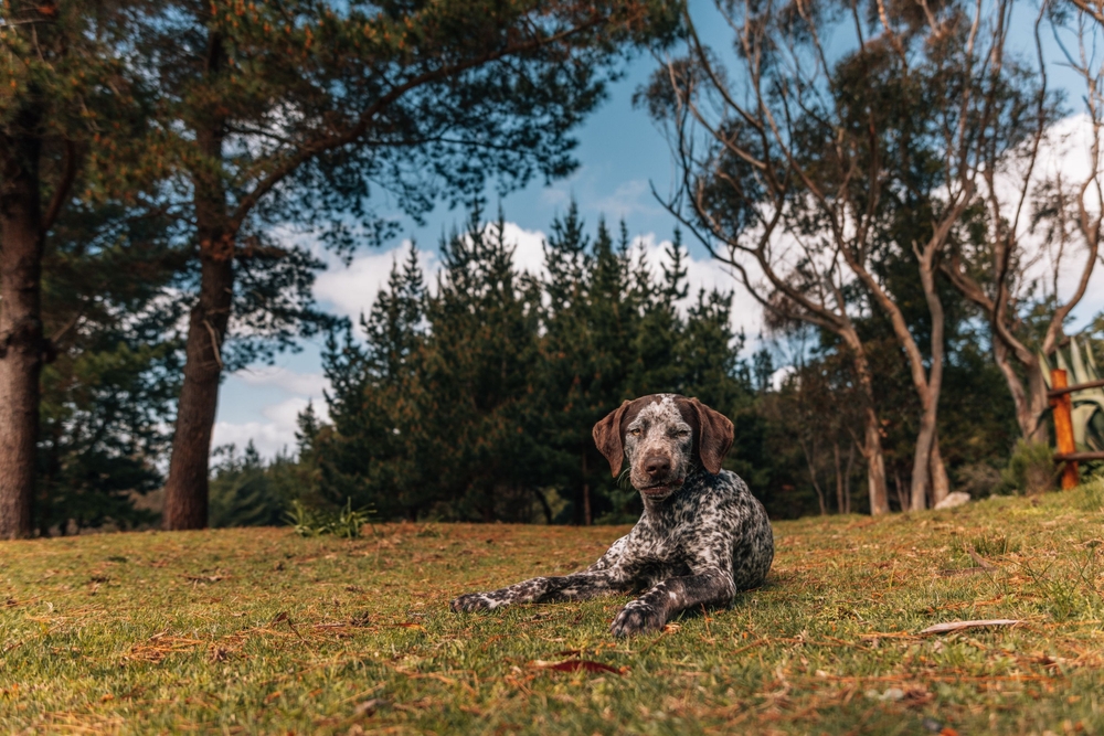 Braque du Bourbonnais Dog Breed: Info, Pictures, Care & More