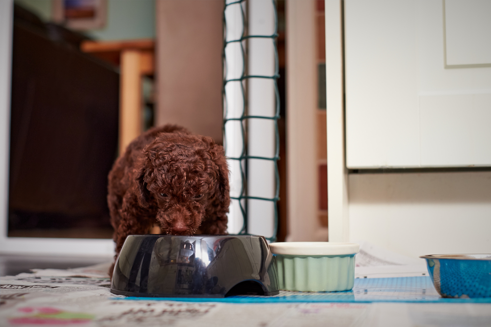 A miniature poodle puppy eating on a bowl