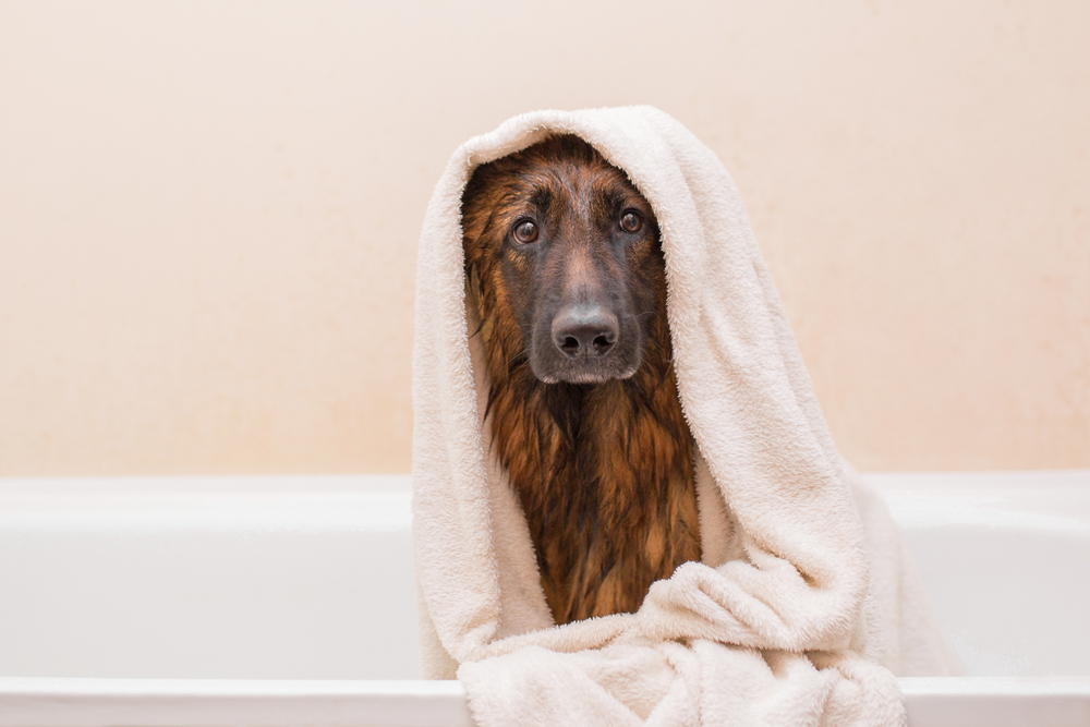 A nice German shepherd dog takes a bath with soap