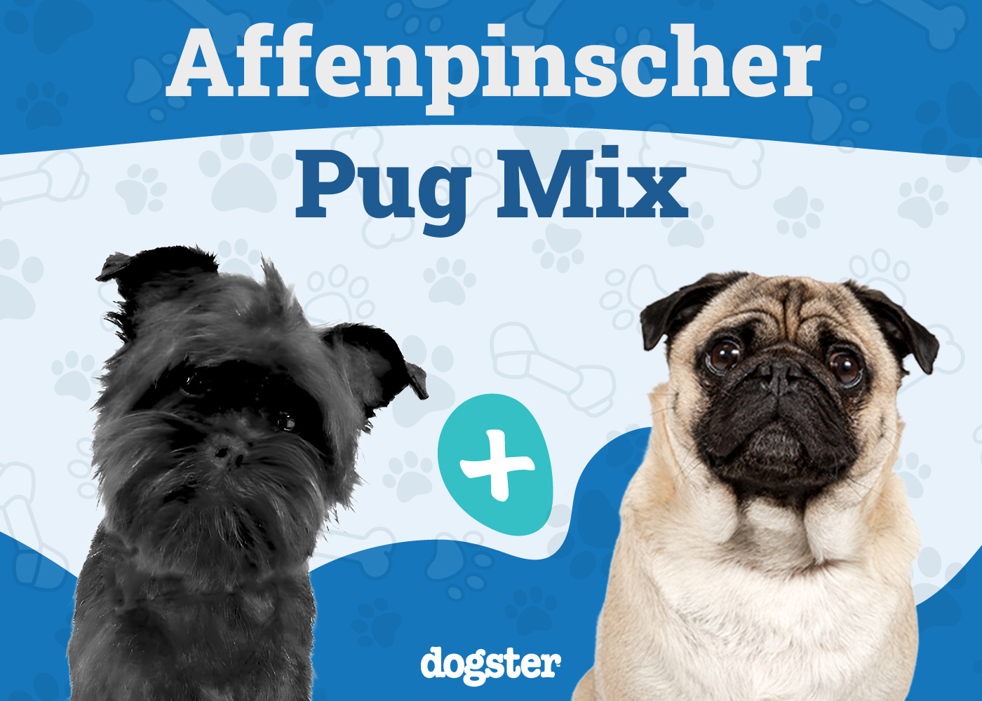 Affenpug (Affenpinscher Pug Mix): Info, Pictures, Care & More