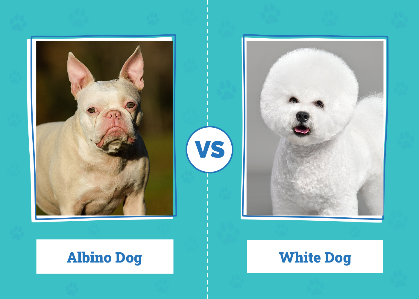 Albino Dogs vs. White Dogs: Vet Explained Differences
