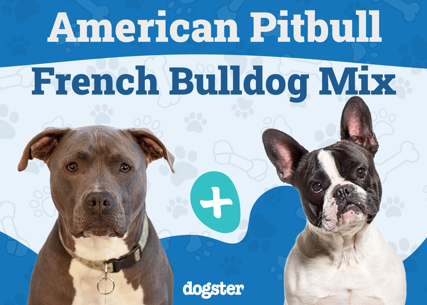 American French Bull Terrier Dog Breed: Info, Pictures, Care Guide & More