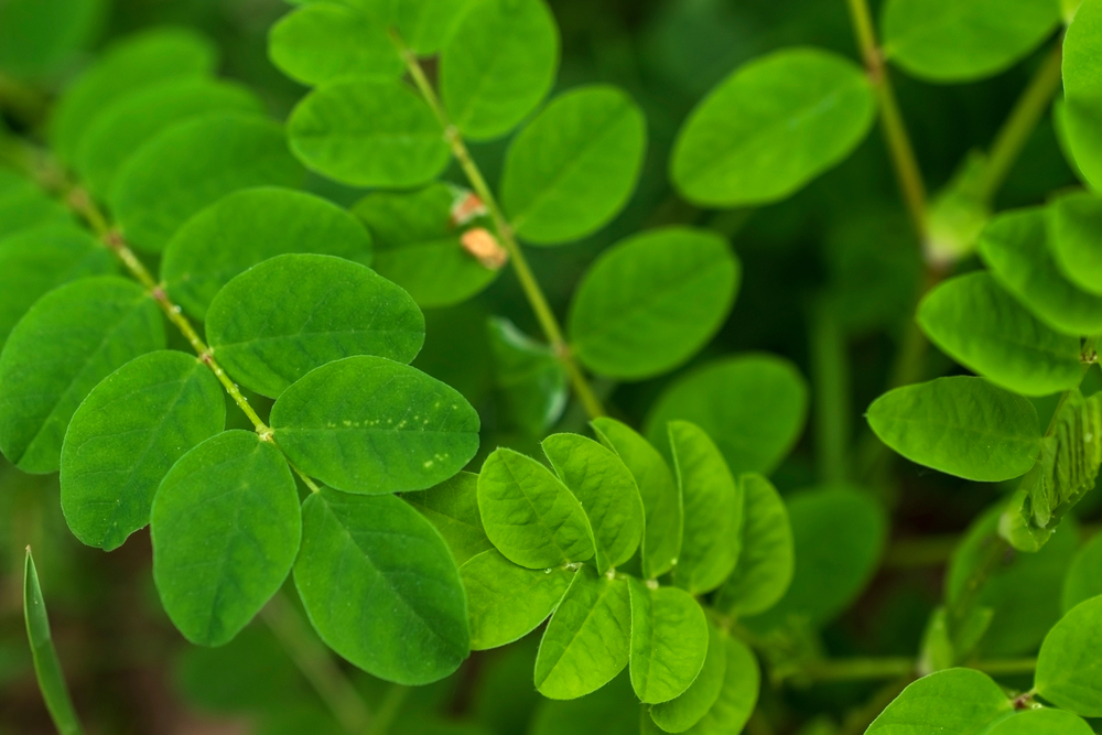 Astragalus for Dogs: Usage, Benefits & Verdict (Vet Answer)
