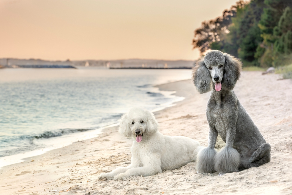 Beautiful standard poodles lying down on sandy beach