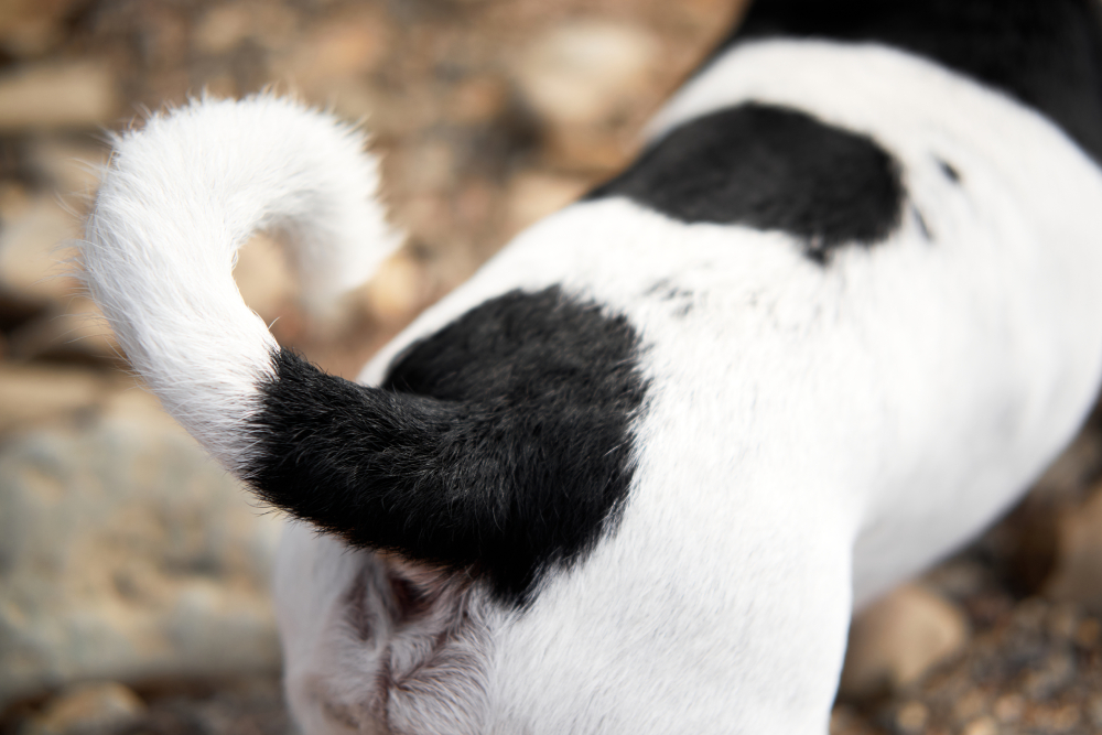 Do Dogs Have Bones in Their Tails? Vet-Verified Facts & Info