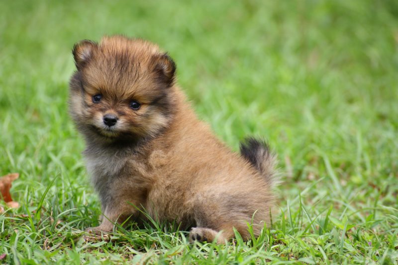 Brown teacup Pomeranian Puppy Sitting on green grass