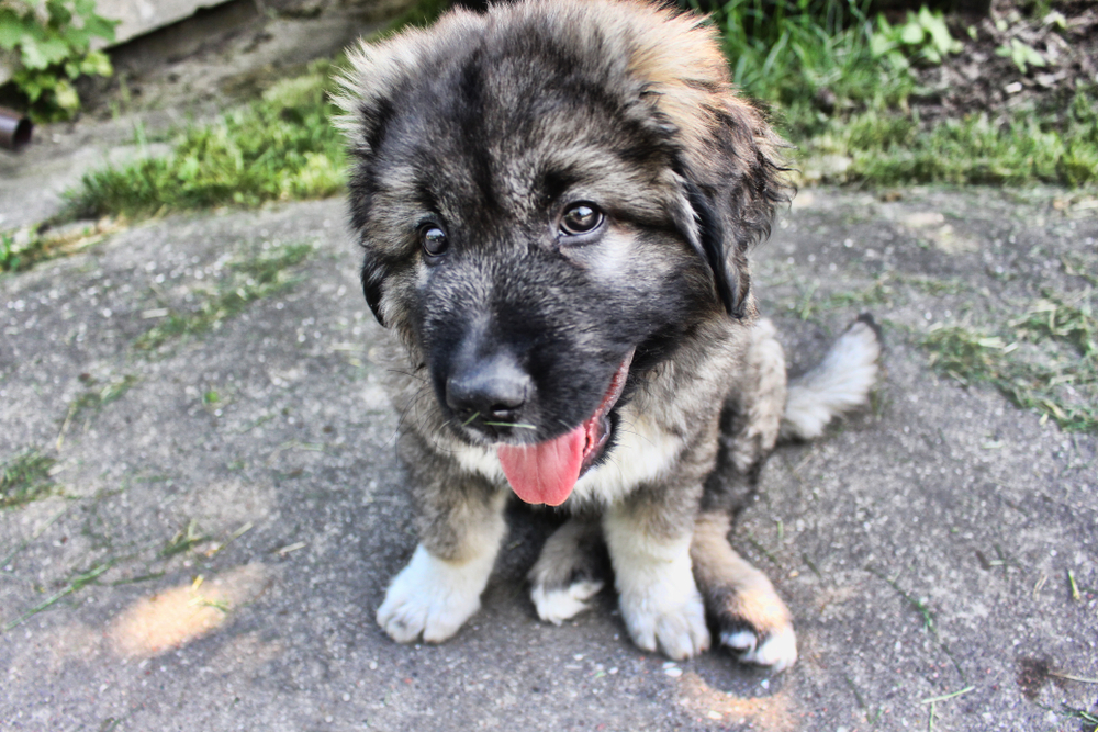 Caucasian Mountain Dog Puppy