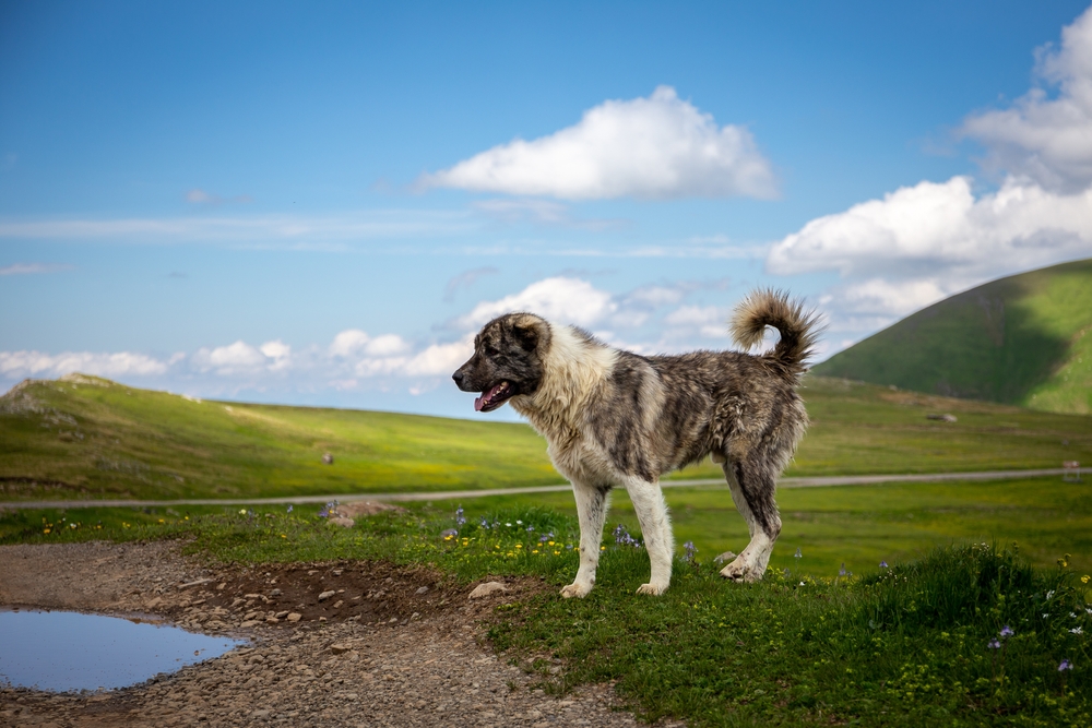 Caucasian Mountain Dog: Breed Info, Pictures, Care Guide & More